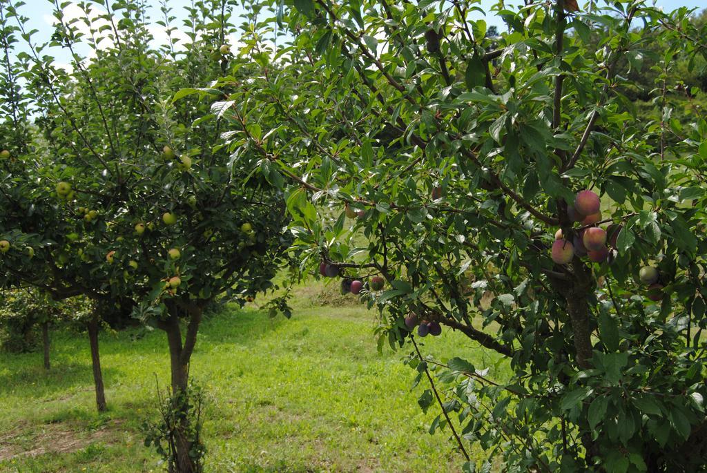 La Chiusuraccia Villa Barberino di Mugello Ngoại thất bức ảnh