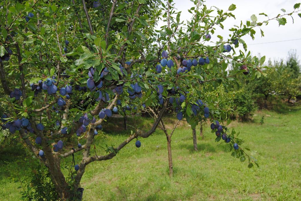 La Chiusuraccia Villa Barberino di Mugello Ngoại thất bức ảnh